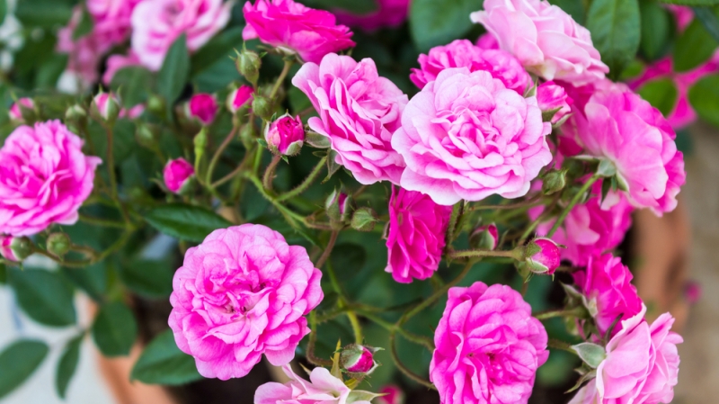 Фото 5 Королева цветов: самые длинные, радужные и миниатюрные розы