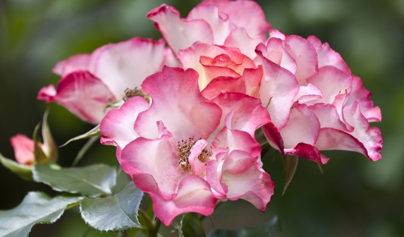 Фото 4 Королева цветов: самые длинные, радужные и миниатюрные розы