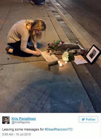 Фото 5 Жители Торонто устроили мемориал памяти еноту