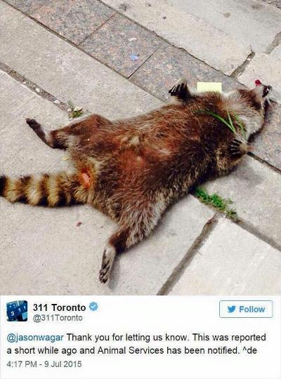 Фото 2 Жители Торонто устроили мемориал памяти еноту