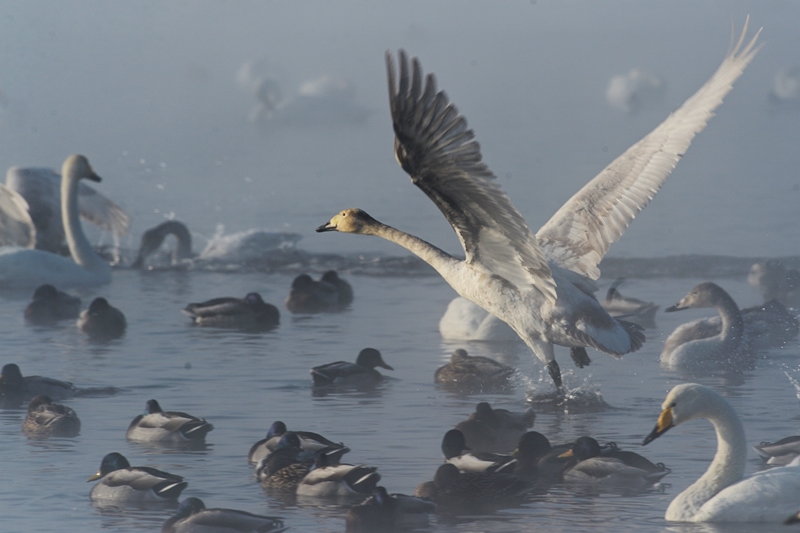 Лебеди и утки на незамерзающем озере Светлом