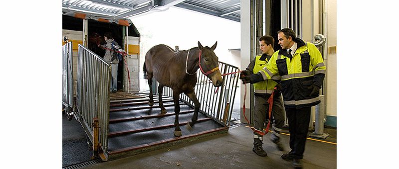 Фото 4 Диснейленд для хомячков, стрижка для лошадей и другие способы заработать на животных