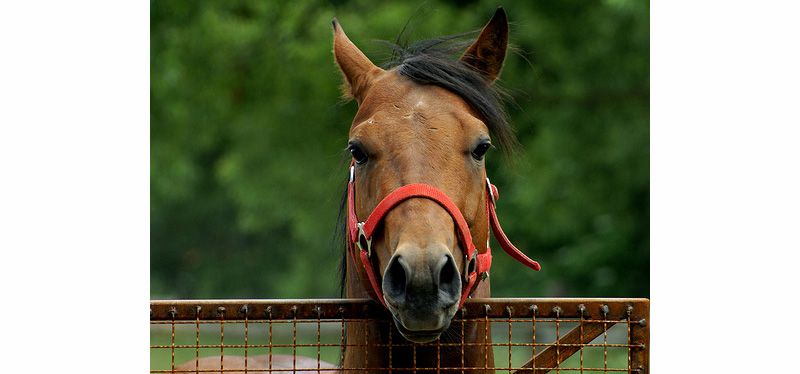 Фото 10 Диснейленд для хомячков, стрижка для лошадей и другие способы заработать на животных