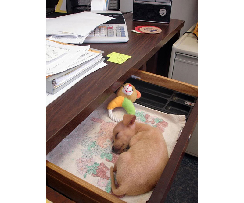 Фото 2 Животные в офисах