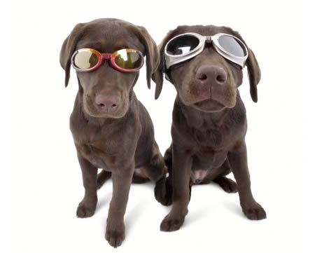 Компания, которая сделала состояние, продавая очки для собак