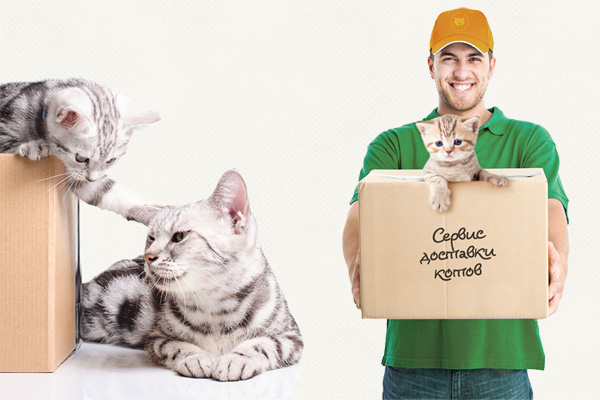Сбербанк доставляет котиков в новые квартиры, купленные в ипотеку