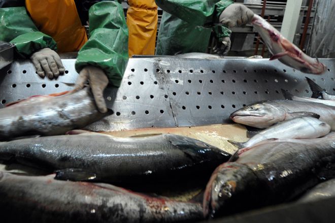 Норвежский рынок лосося может недополучить 1 млрд евро в этом году